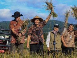 Panen Raya Padi Jateng Diprediksi Capai 3,35 Juta Ton
