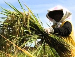 Penyerapan Gabah Temanggung Dipercepat, Pemkab Dorong Bulog Serap Hasil Panen Petani