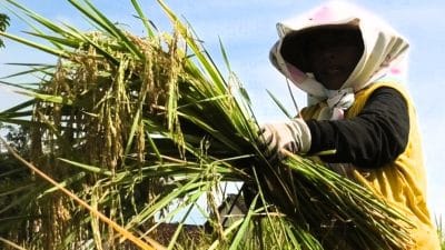 Penyerapan Gabah Temanggung Dipercepat, Pemkab Dorong Bulog Serap Hasil Panen Petani