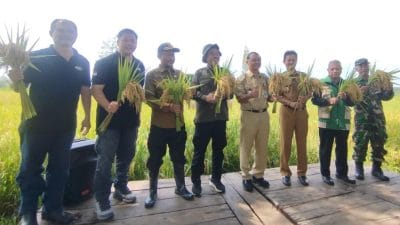 Panen padi hibrida Pahisa 08 di Desa Trukan Wonogiri