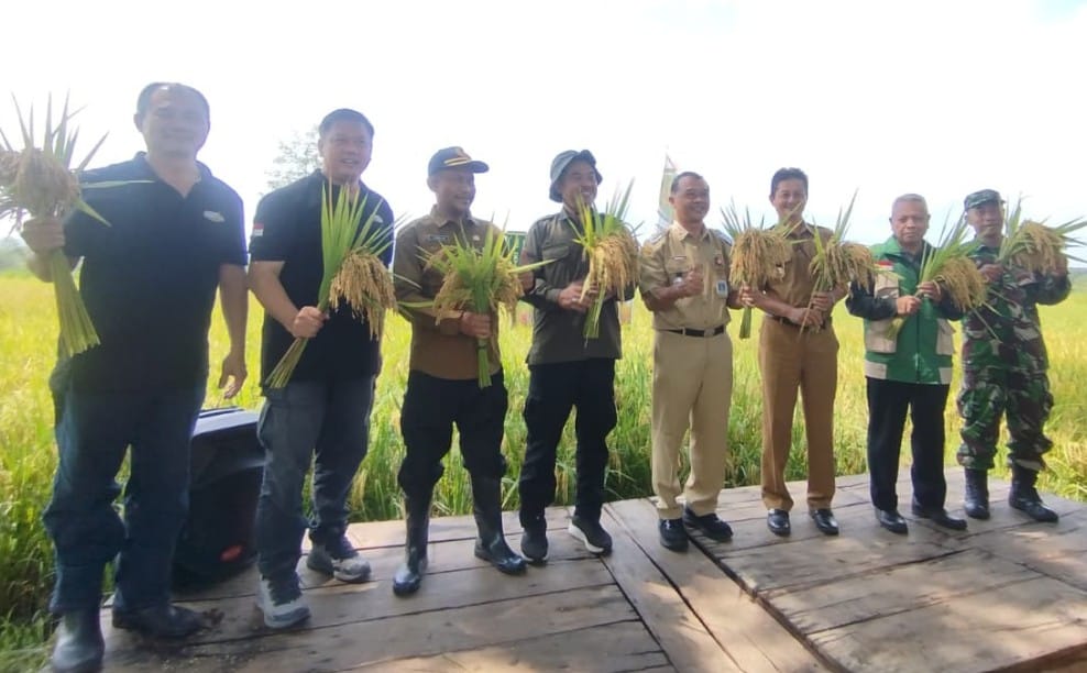 Panen padi hibrida Pahisa 08 di Desa Trukan Wonogiri