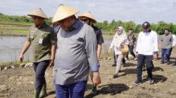 Dirjen PSP Kementan meninjau lahan pertanian di Sragen